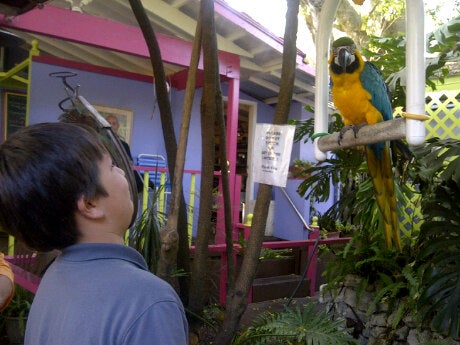 Photo of The Real Macaw Restaurant